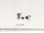 Click for 1 image(s) for this accession. FRUIT